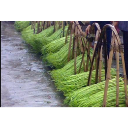 水空心菜种子 水蕹菜种子 黎川蕹菜种子 水上竹叶菜种子 