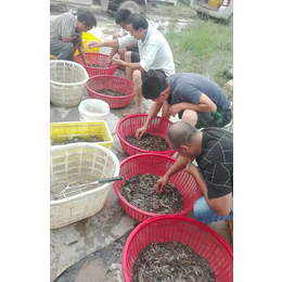 泥鳅苗养殖厂-秦皇岛泥鳅苗-有良水产养殖基地