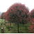 红叶石楠-大地苗圃种植基地-1.5米红叶石楠报价缩略图1