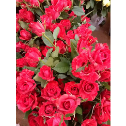 红玫瑰订购-红玫瑰-红瑞玫瑰苗种植基地