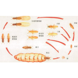 白蚁防治-四害消杀-工程白蚁缩略图