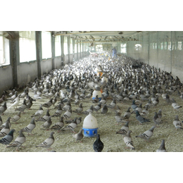 青年鸽养殖基地-山东中鹏农牧(在线咨询)-庆阳青年鸽