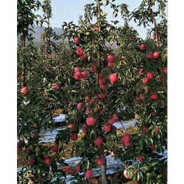 新红星苹果苗哪有卖的-柏源农业科技公司-新红星苹果苗