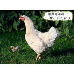 黄山罗曼粉蛋鸡开产前转舍 罗曼粉蛋鸡育成鸡转群