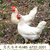 黄山罗曼粉蛋鸡开产前转舍 罗曼粉蛋鸡育成鸡转群缩略图4