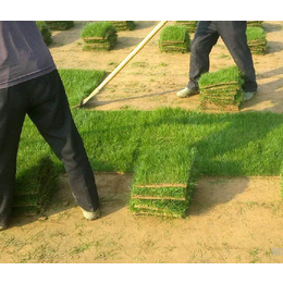 绿化草坪草皮价格-春风草坪(在线咨询)-新乡绿化草坪草皮