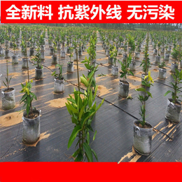 保湿透气防草布-桂林防草布-实力厂家正瑞塑业(查看)