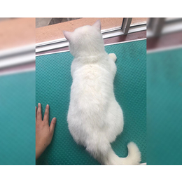 CAAC猫咪洗护培训班-安徽双银宠物*培训