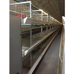 肉鸡笼供应商-禽翔笼具养殖设备-肥城肉鸡笼