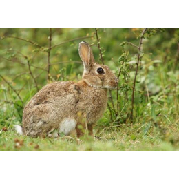 獭兔河南的种兔的做法-獭兔河南的种兔-锦腾养殖种兔培育基地