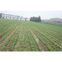 农业滴灌系统价格-农业滴灌系统-欣农科技公司(查看)