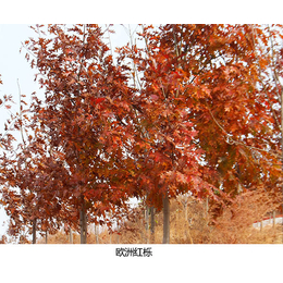 日照舜枫农林(图)-欧洲红栎图片大全-欧洲红栎