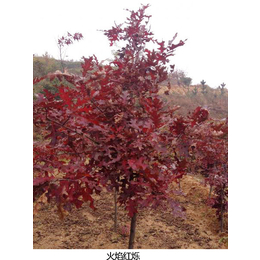 火焰红栎-日照舜枫农林-火焰红栎种子介绍