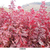 火焰红栎价值-甘肃火焰红栎-舜枫农林(查看)缩略图1