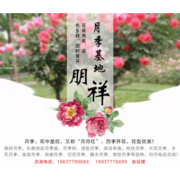 盆栽树状月季价格-朋祥月季批发小苗(在线咨询)-永州树状月季