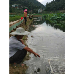 哪里有小龙虾种苗买-四川小龙虾种苗-重庆张勇水产养殖场