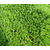 细叶佛甲草种植基地-创晟环保(在线咨询)-张家界细叶佛甲草缩略图1