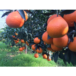 绍兴果冻橙-润昌果业-果冻橙种植基地
