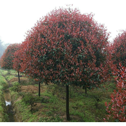 红叶石楠-大地苗圃品种多样-求购80公分红叶石楠