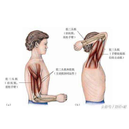 瑜伽健身 医用牵伸训练系统