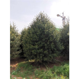 3米高白皮松-泰安泰景苗木基地-3米高白皮松种植