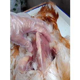 蛋鸡养殖中遇到鸡滑膜炎支原体怎么治如何快速控制鸡滑液囊的*