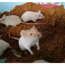 小白鼠养殖成本-小白鼠养殖-武汉农科大公司