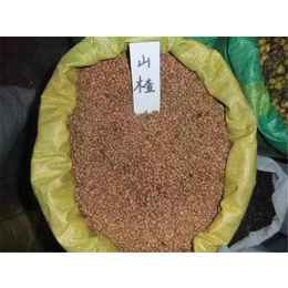 钦州山楂种子-无锡芳东绿化种苗-山楂种子多少钱一斤