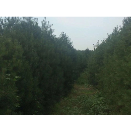 高六米白皮松树供应-高六米白皮松树-泰安泰景苗木绿化