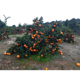 由良柑橘苗-浩均家庭农场—甜度高-由良柑橘苗价格