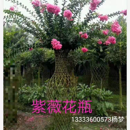 植物绿化 紫薇花瓶 骨架造型树艺艺术