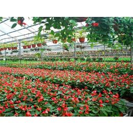 蔬菜温室取暖设备-蔬菜温室-青州瀚洋农业