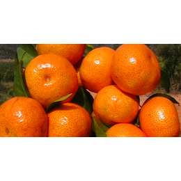 武鸣出售大量大棚柑橘苗