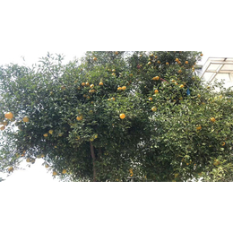 无锡芳东绿化种苗公司(图)-枳橙种子哪家好-广西枳橙种子