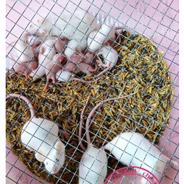 实验小白鼠养殖-麻城小白鼠养殖-武汉农科大高科技(查看)