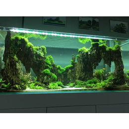 本色水景+水草鱼缸造景加盟+水族箱造景培训+生态缸造景培训