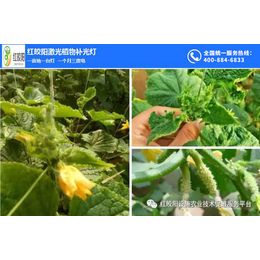 激光灯(图)-给植物补光-植物补光