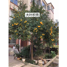 萍乡香橙种子-无锡芳东绿化-香橙种子*
