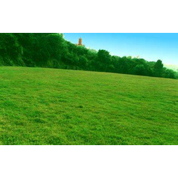 铜陵黑麦草草坪-六安绿友草坪种植基地-天然黑麦草草坪种植基地