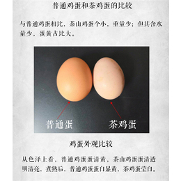 煮鸡蛋-浦江茶艺轩(在线咨询)-合肥鸡蛋