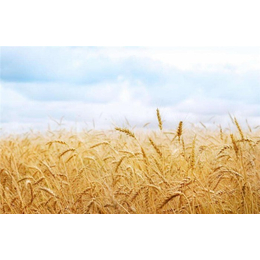 长年求购小麦-汉光现代农业有限公司-贵港求购小麦