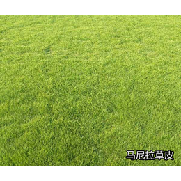 江苏公园绿地草皮-常德智明农业科技公司-公园绿地草皮价格