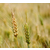 个人求购小麦-渭南求购小麦-枣阳市汉光现代农业缩略图1