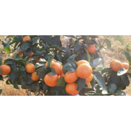 钦州柑橘品种苗价格啊