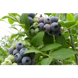 大果子蓝莓,乐山蓝莓,四川蓝莓