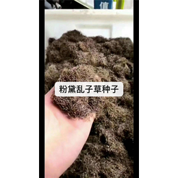 粉黛乱子草种子哪家好-河池粉黛乱子草种子- 无锡芳东