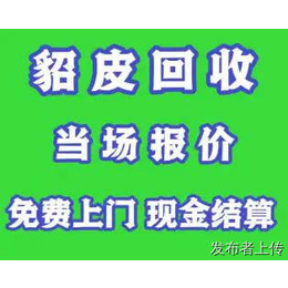 济南市回收貂皮大衣 济南市貂皮回收 各种款式不限