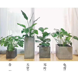 绿植租赁哪家便宜-合肥梵沃(在线咨询)-合肥绿植租赁