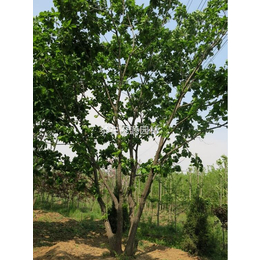 蒙古栎种植价格-苏家苗圃-****蒙古栎种植价格