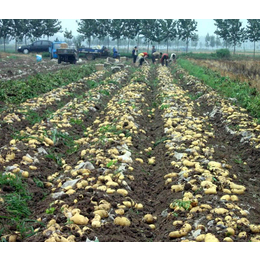安徽早熟马铃薯种子-雪原农业科技种子好-早熟马铃薯种子多少钱